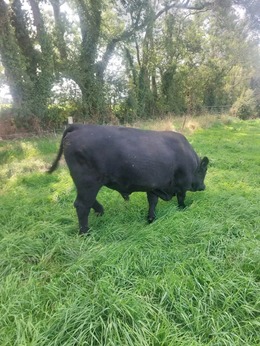 Ped AA bull - Image 2