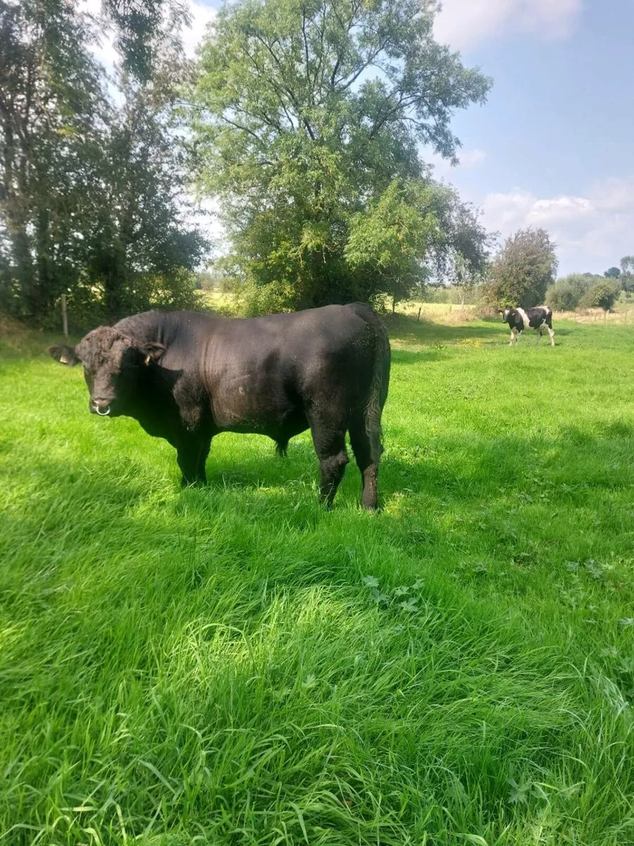 Ped AA bull - Image 3