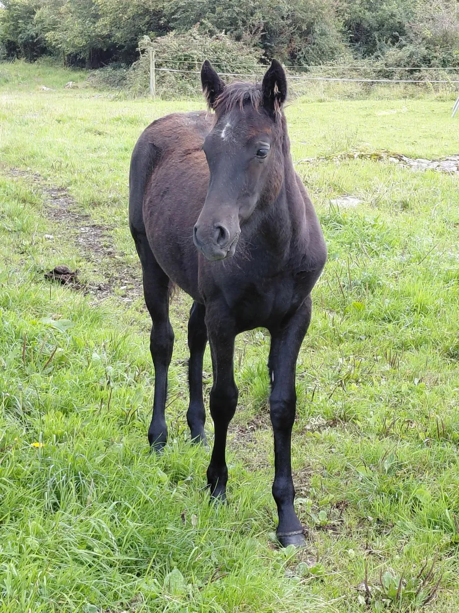 Connemara Filly Foal - Image 1