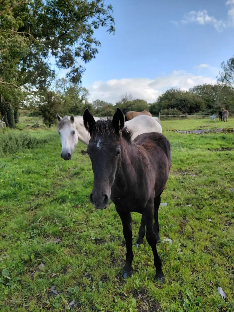 Connemara Filly Foal - Image 2