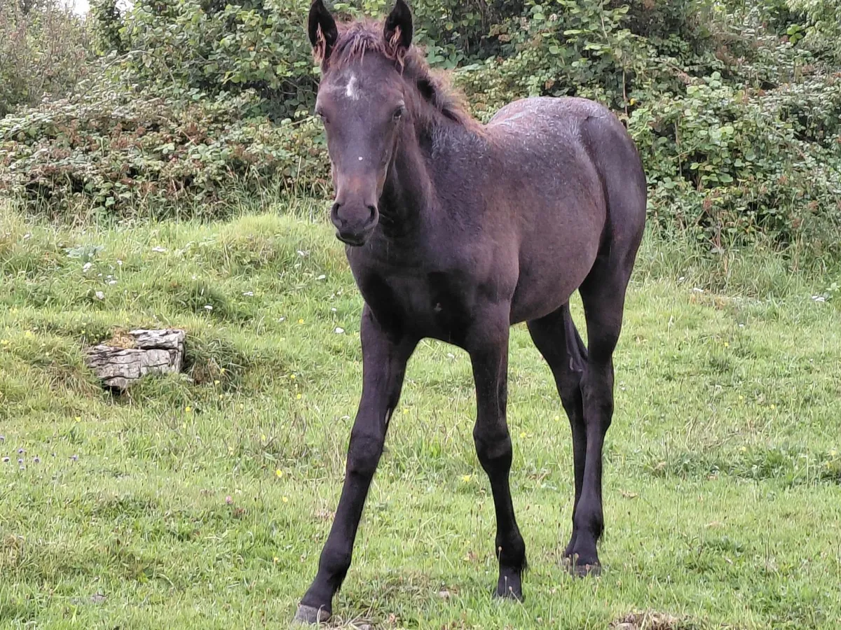 Connemara Filly Foal - Image 3