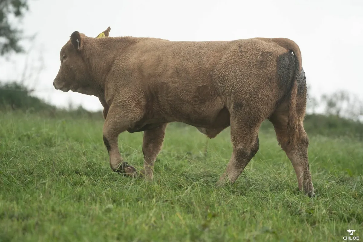 Ballinrobe show and sale charolais weanling bulls - Image 3