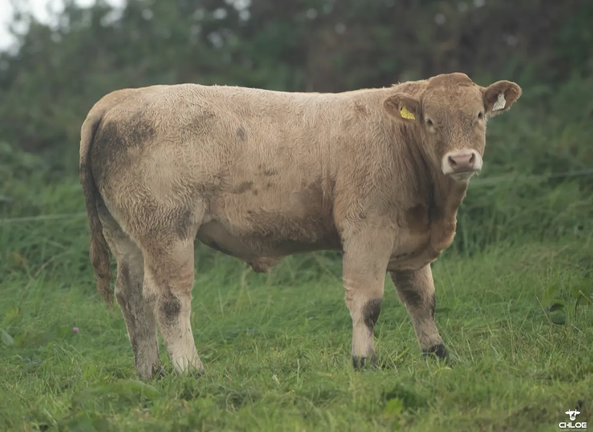 Ballinrobe show and sale charolais weanling bulls - Image 4