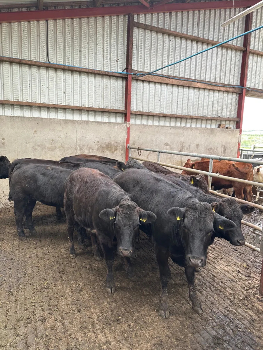 Lim heifers - Image 1
