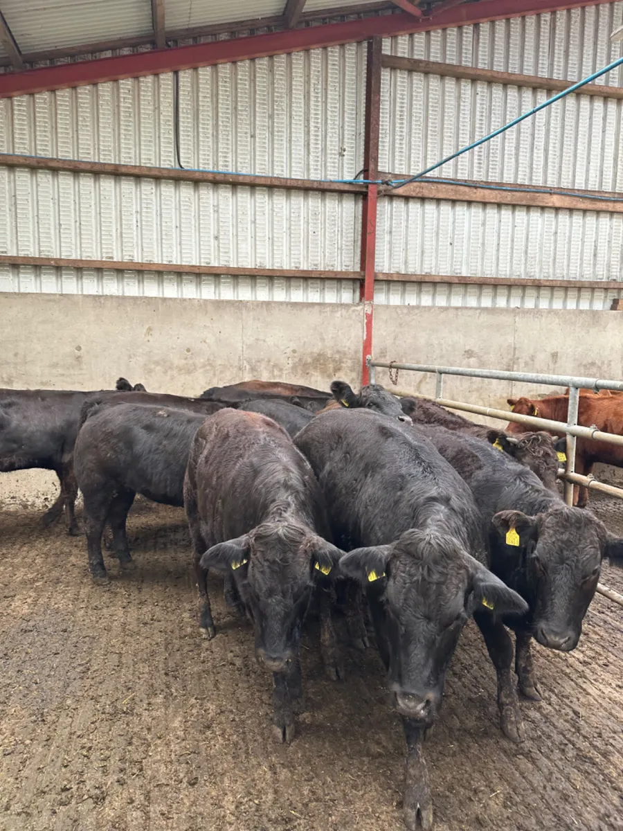 Lim heifers - Image 3
