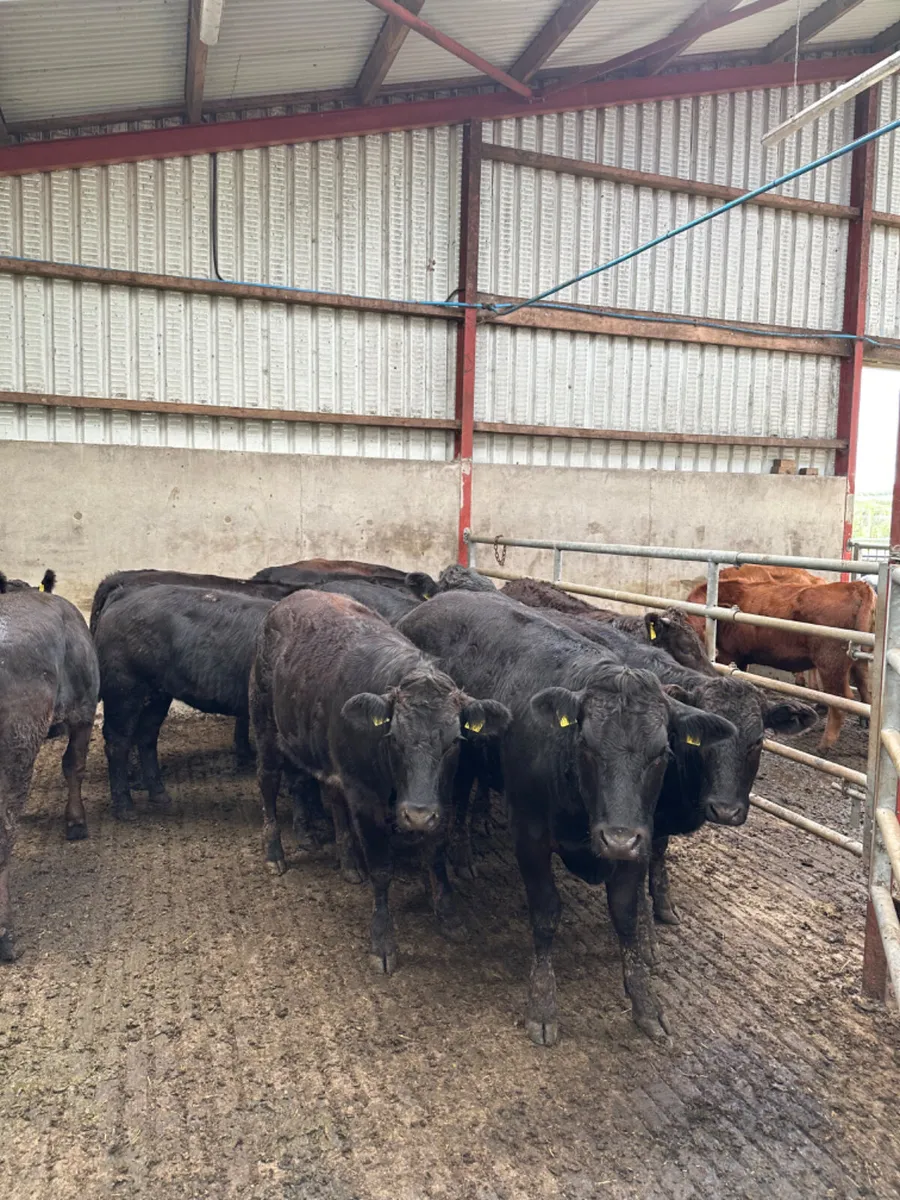 Lim heifers - Image 2