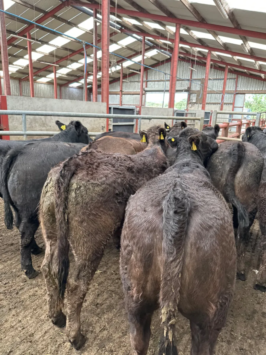 Lim heifers - Image 4