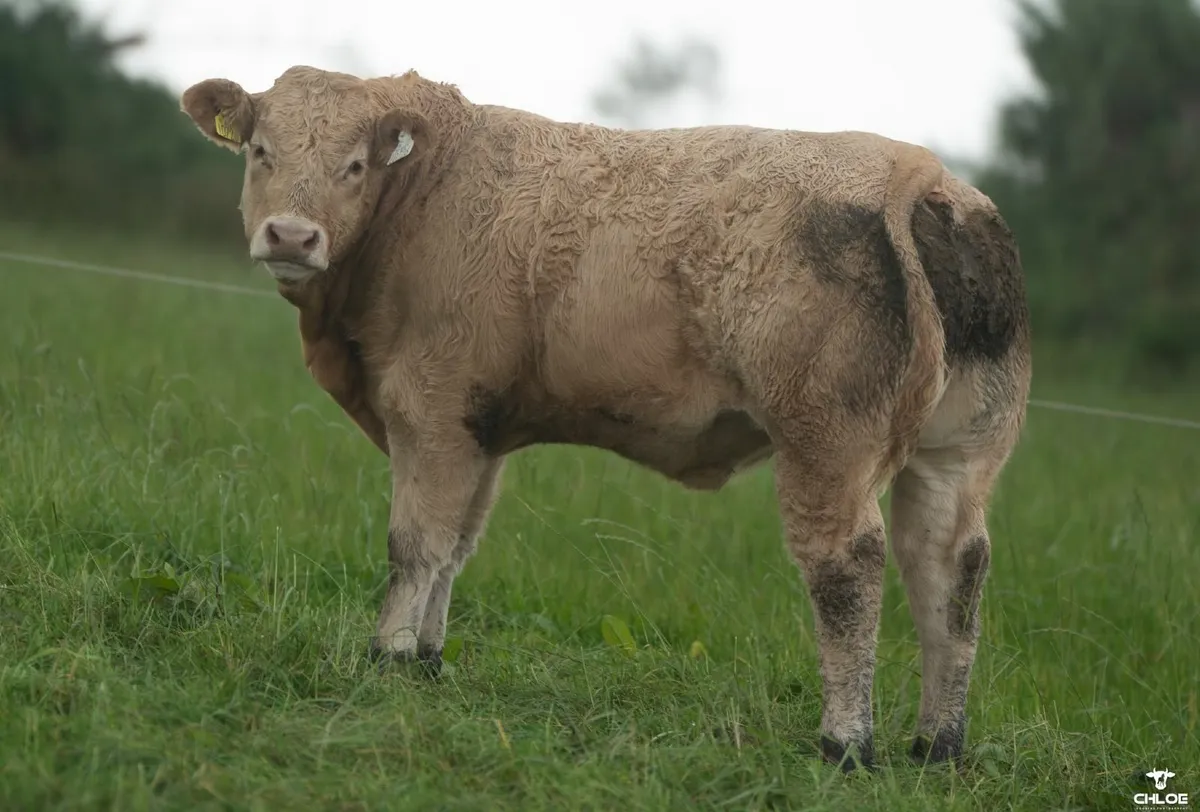 Ballinrobe show and sale charolais weanling bulls - Image 2