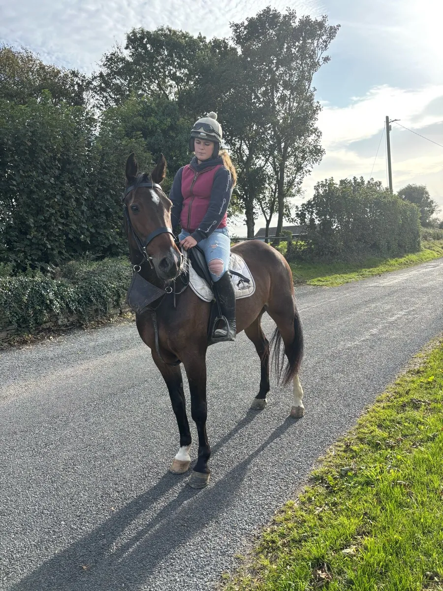 Super 5 year old gelding - Image 1
