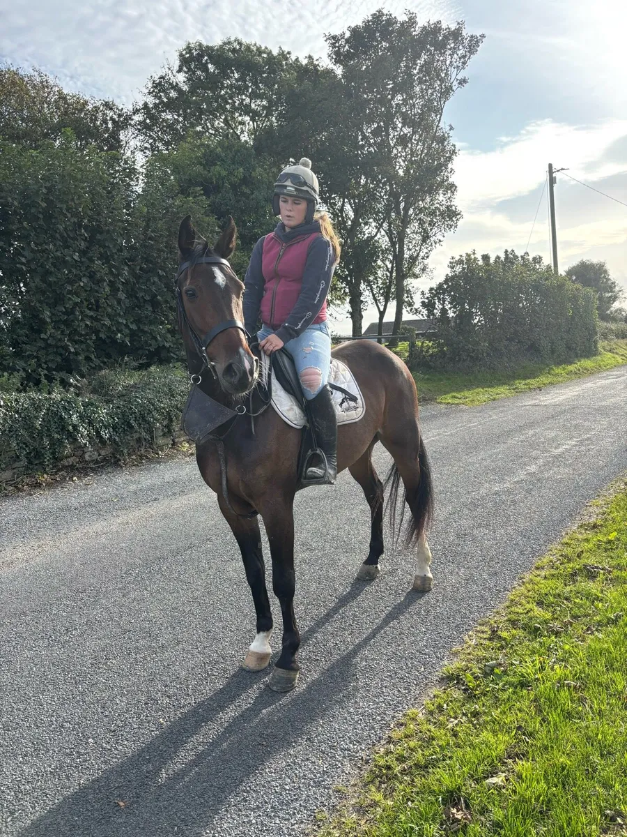 Super 5 year old gelding - Image 2