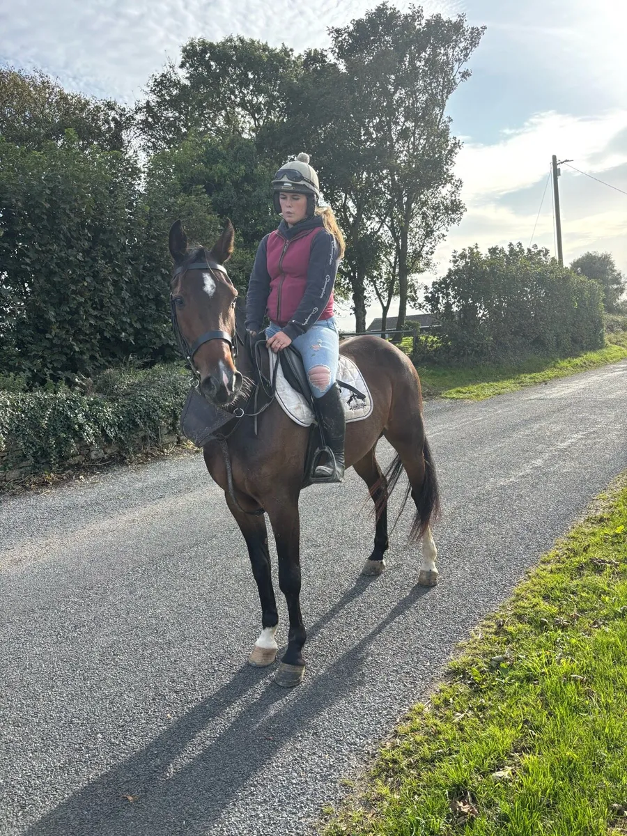 Super 5 year old gelding - Image 3