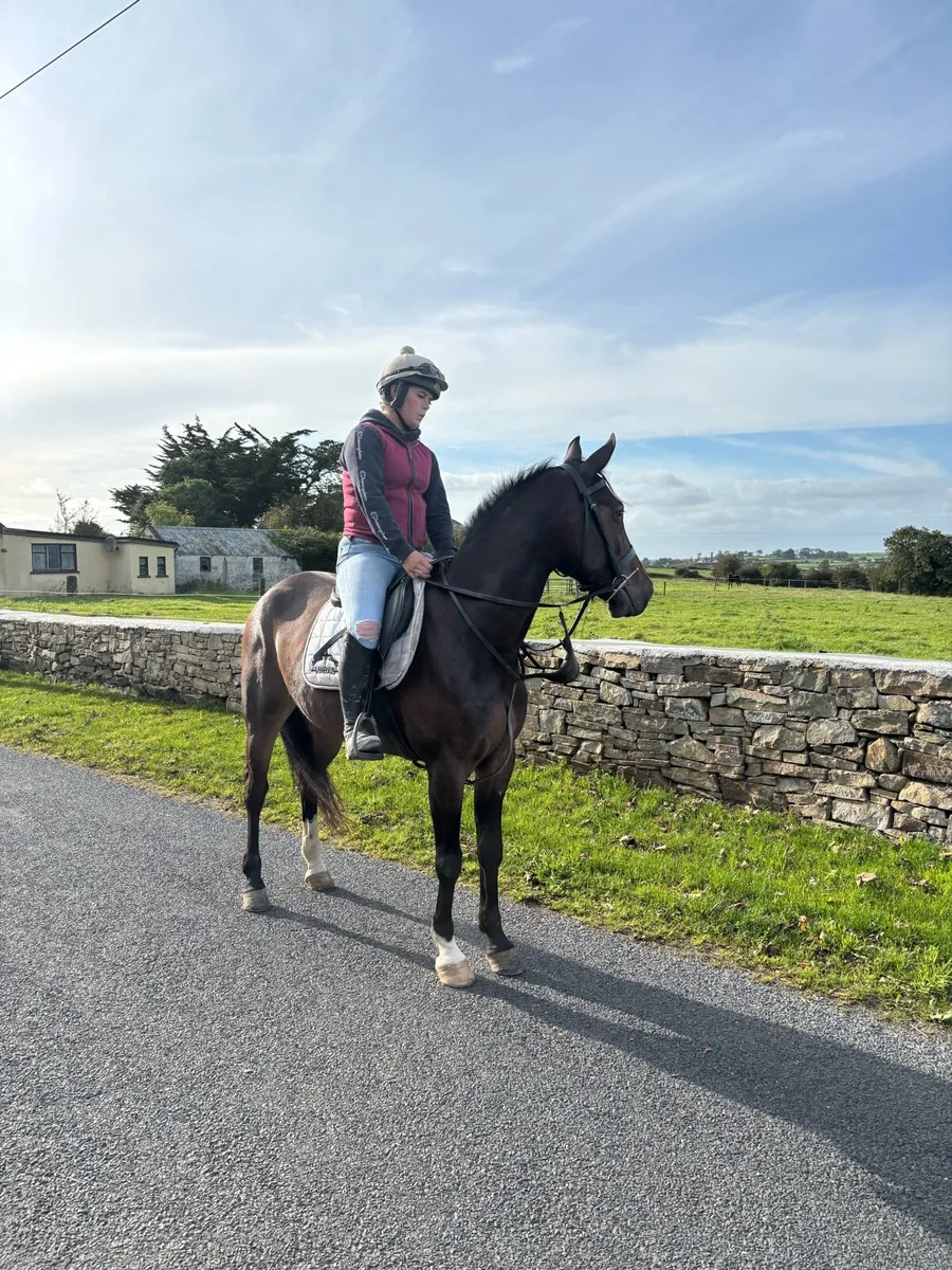 Super 5 year old gelding - Image 4