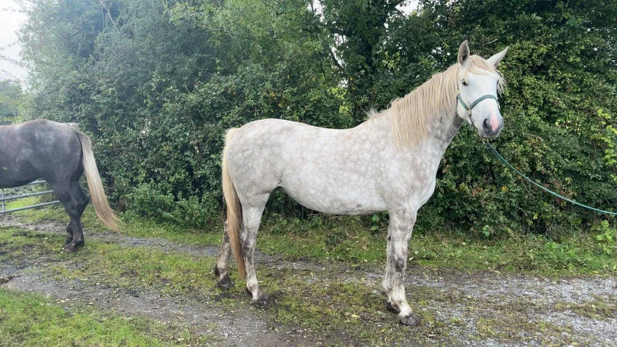3year Irish draft filly