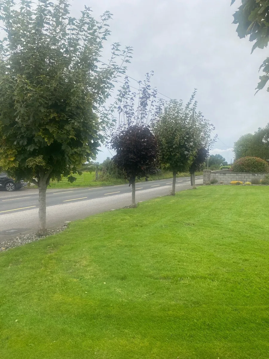 18 ft Mature Maple trees