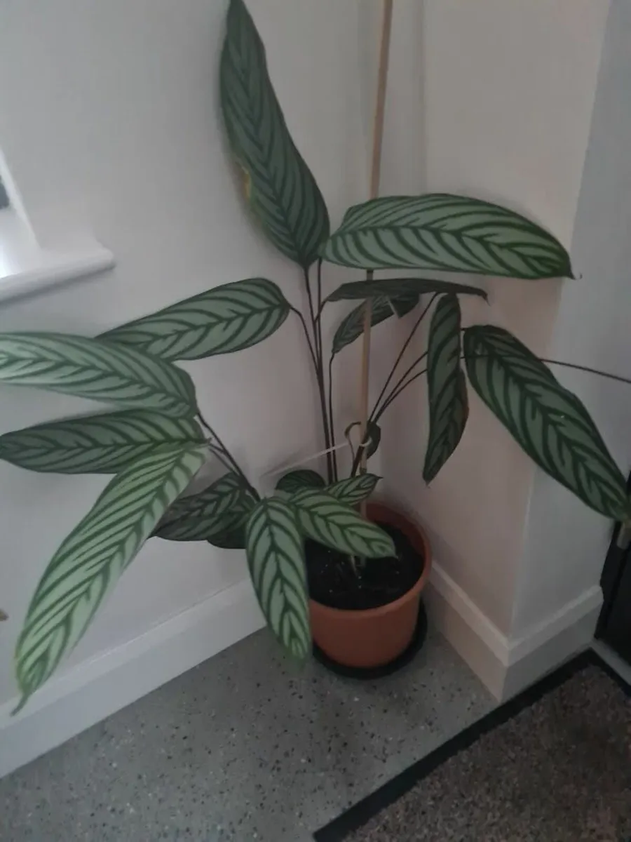 house plant Fishbone Prayer Plant. - Image 1