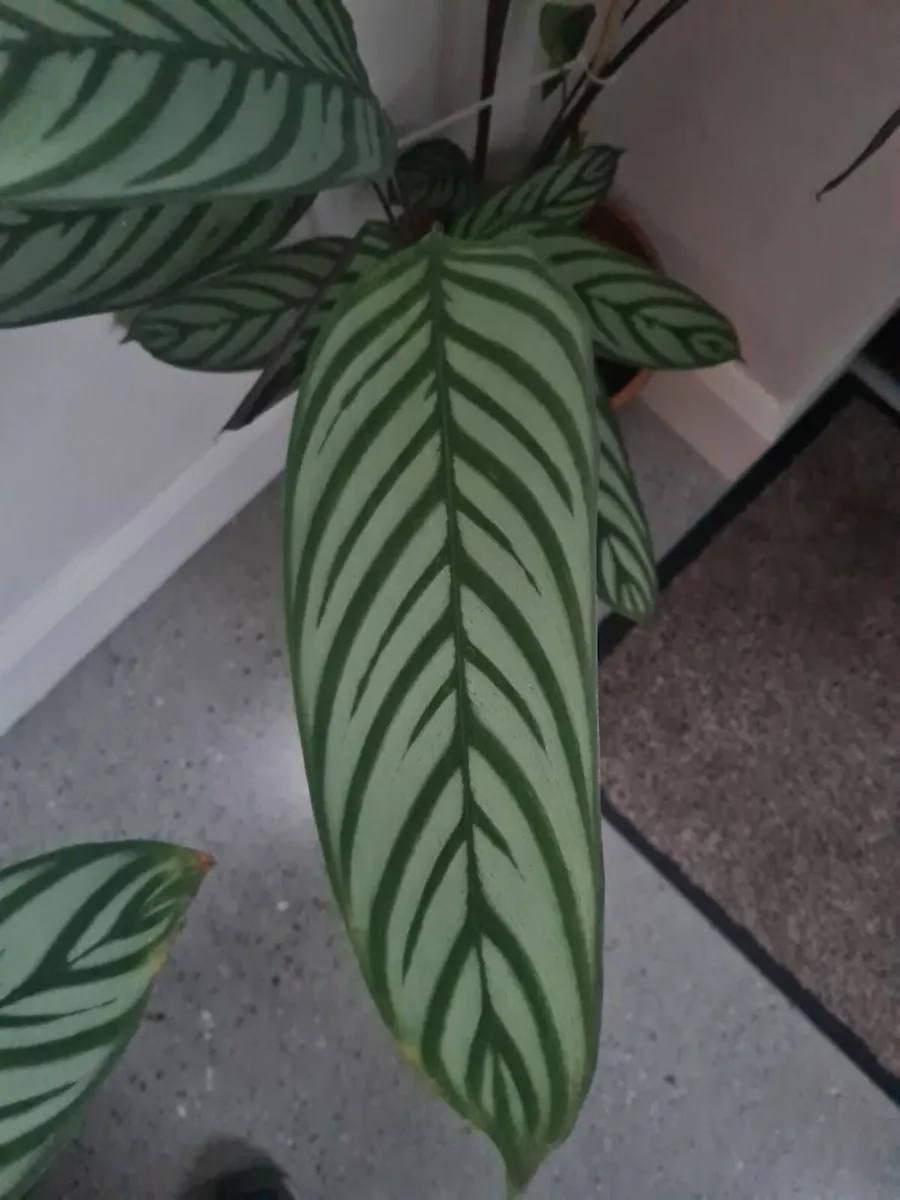 house plant Fishbone Prayer Plant. - Image 2