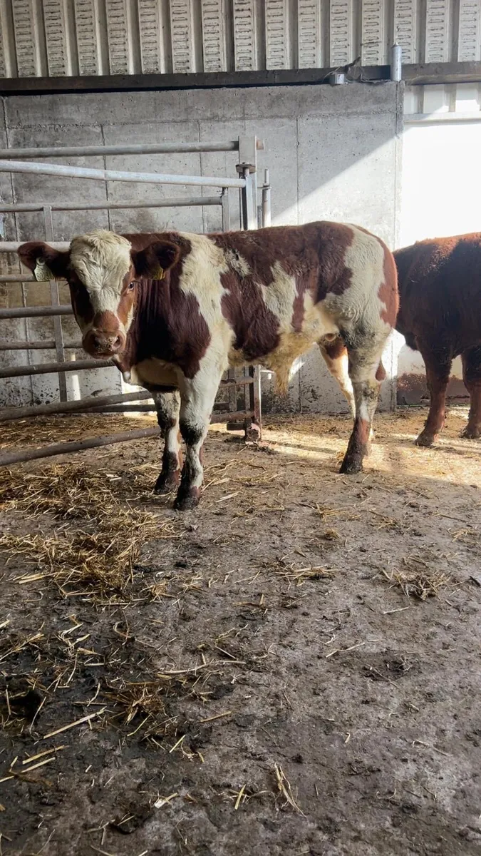 Belgian blue weanlings - Image 1