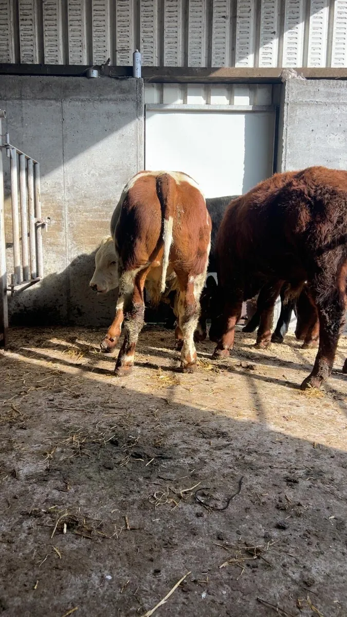 Belgian blue weanlings - Image 3