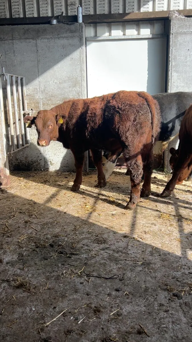 Belgian blue weanlings - Image 4
