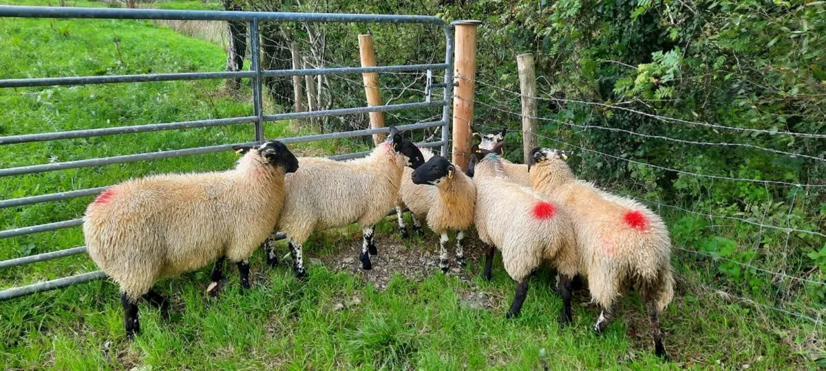 Ewe lambs for sale - Image 1