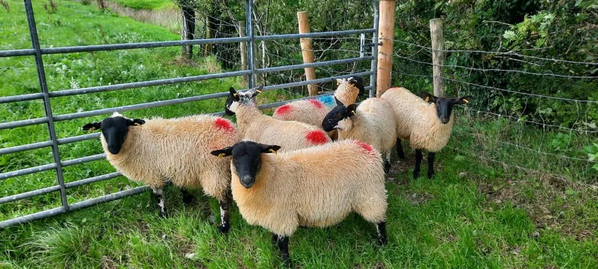Ewe lambs for sale - Image 2