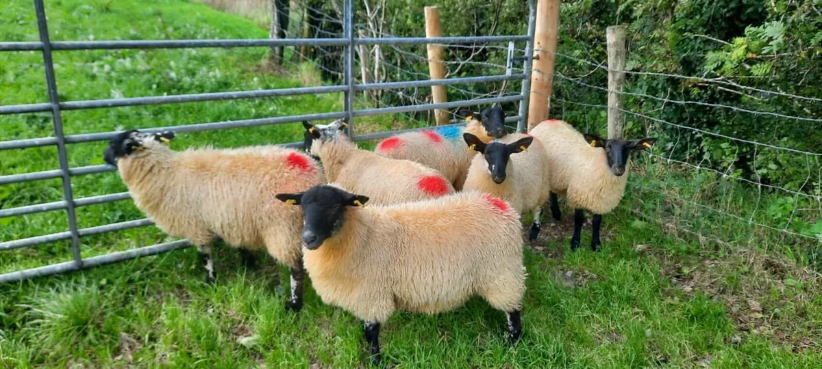 Ewe lambs for sale - Image 3