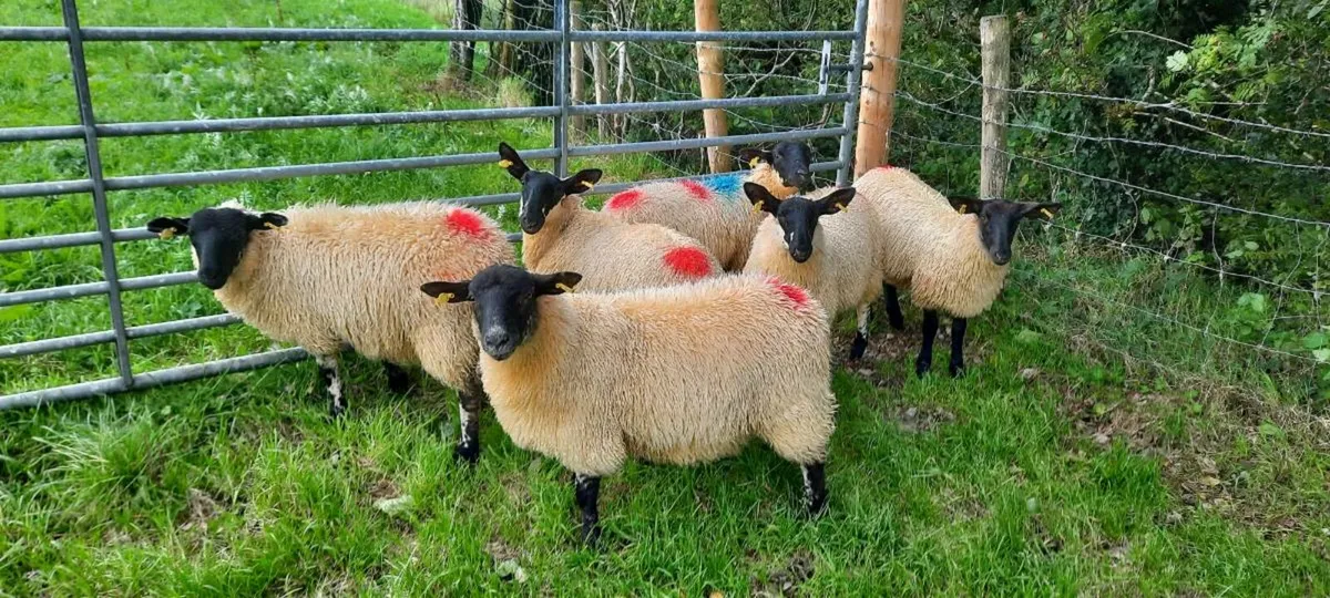 Ewe lambs for sale - Image 4