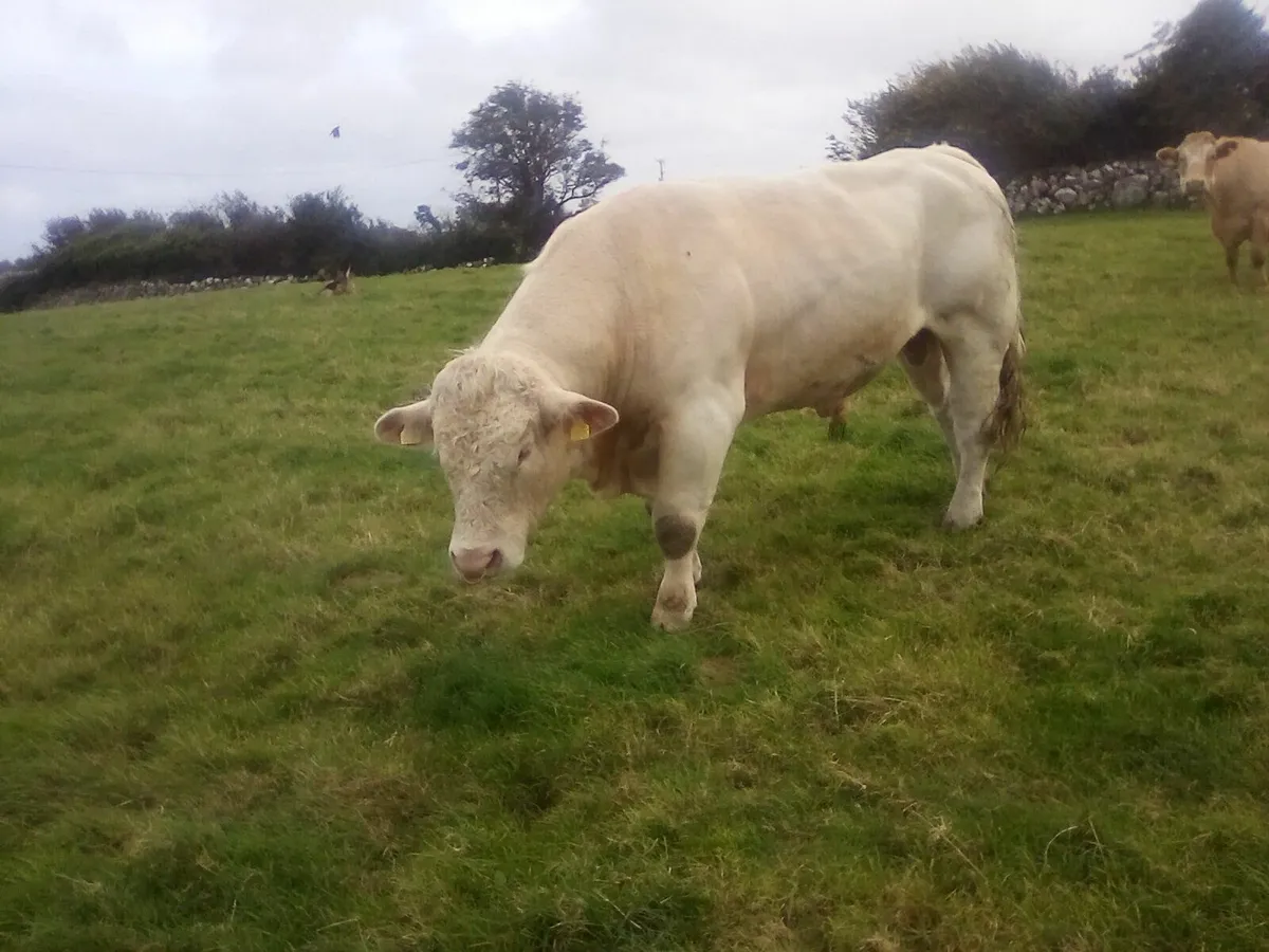 PBR Charolais Bull Gort Mart. TOMORROW SEPT 18TH - Image 1