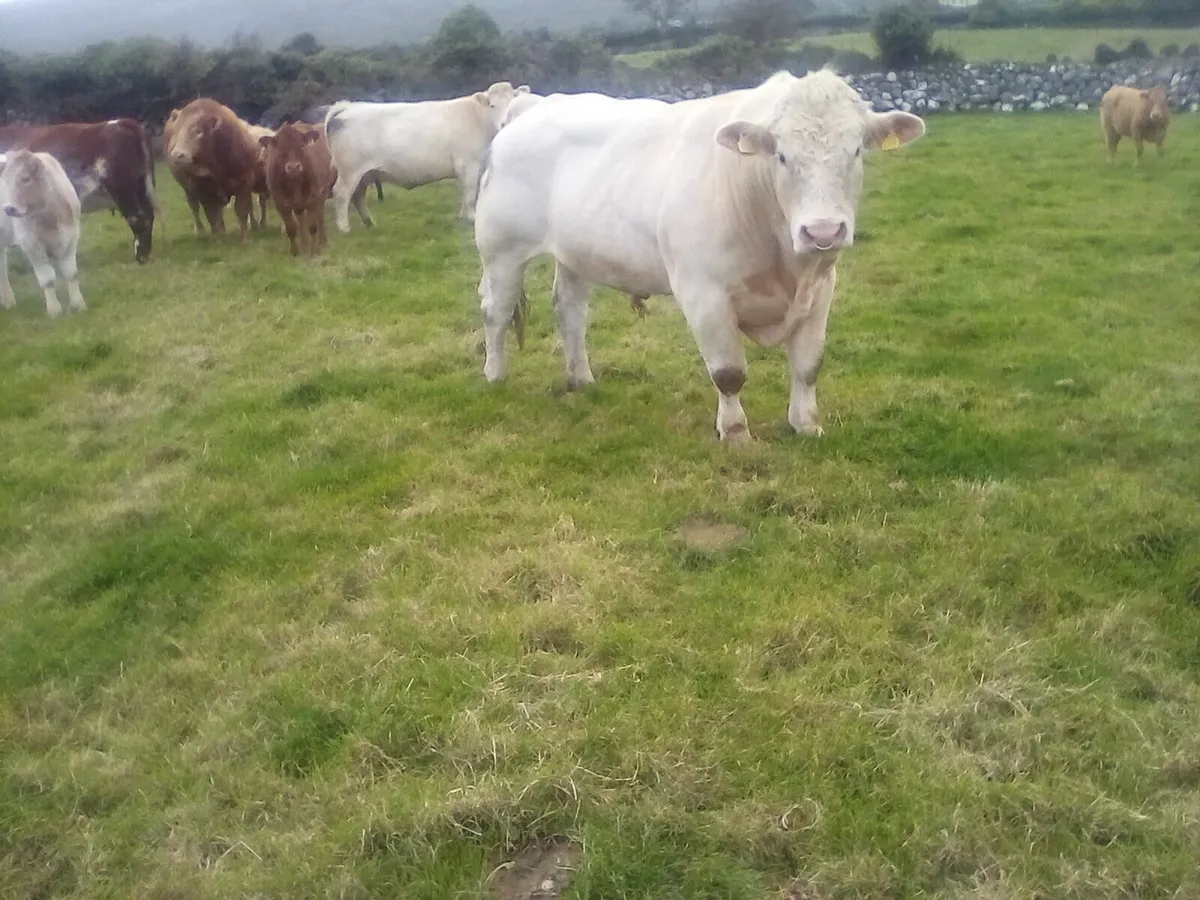 PBR Charolais Bull Gort Mart. TOMORROW SEPT 18TH - Image 2