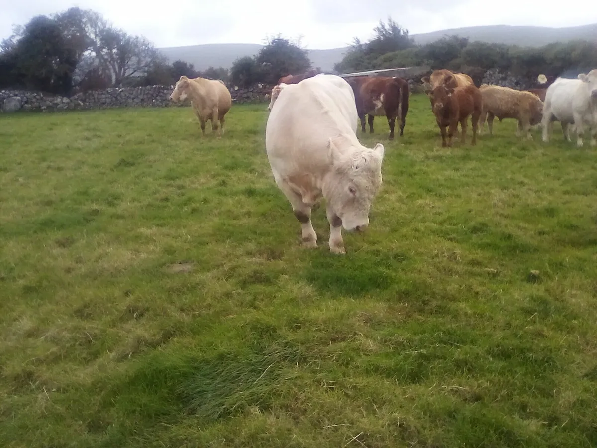 PBR Charolais Bull Gort Mart. TOMORROW SEPT 18TH - Image 4