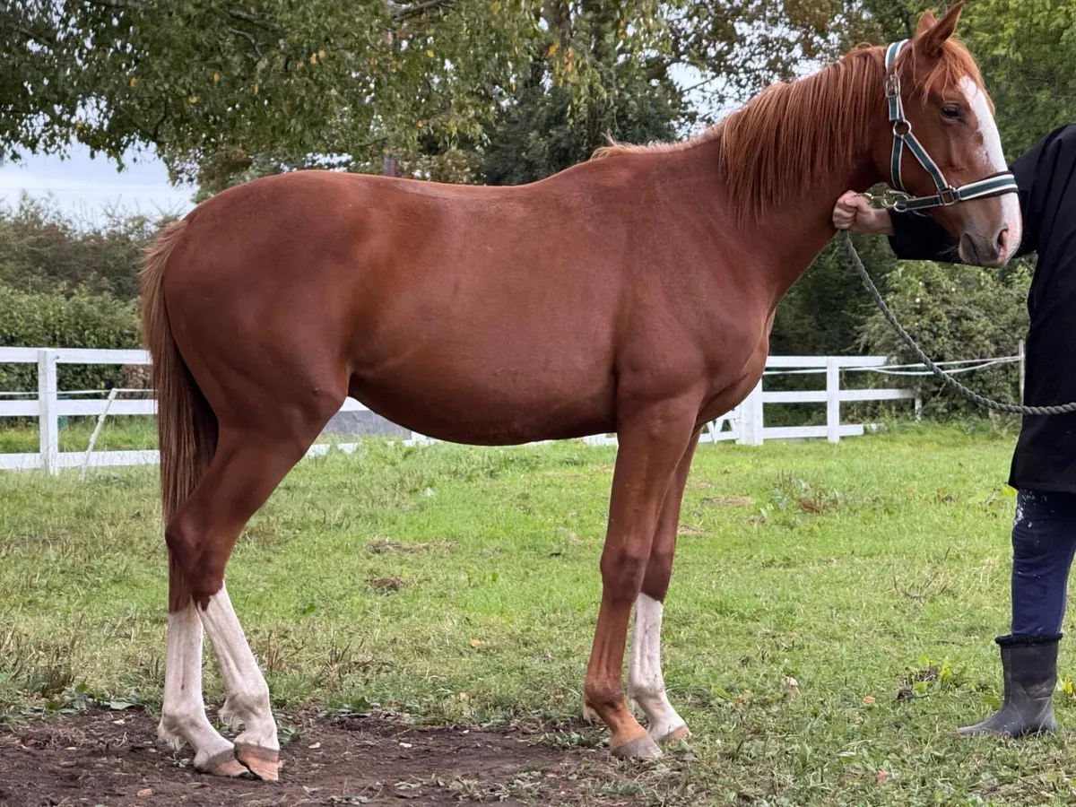 Sports horse gelding