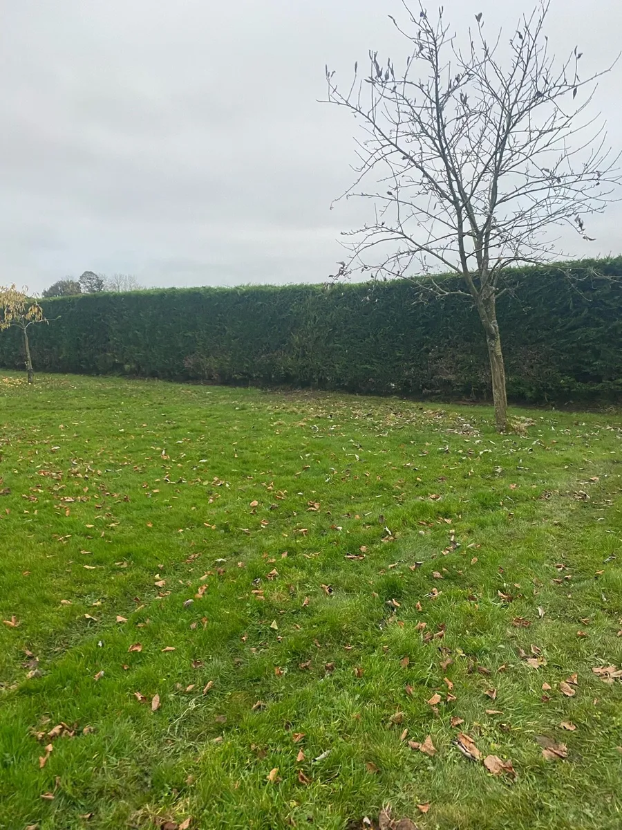 Hedge cutting services - Image 2
