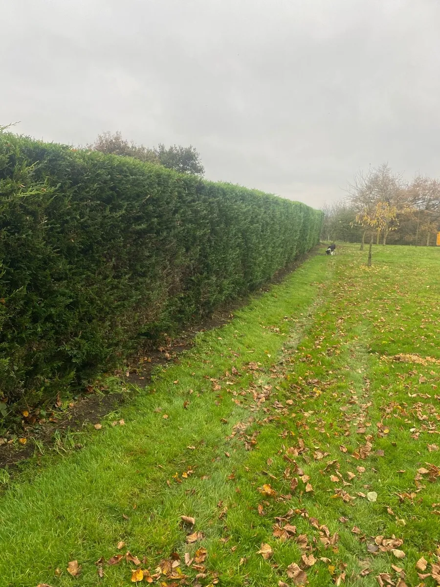 Hedge cutting services - Image 1
