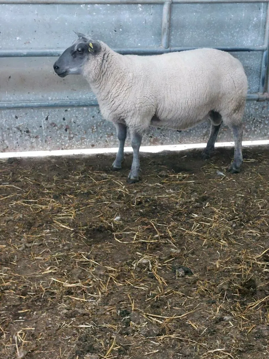 Easy Lambing Hogget Ram - Image 2