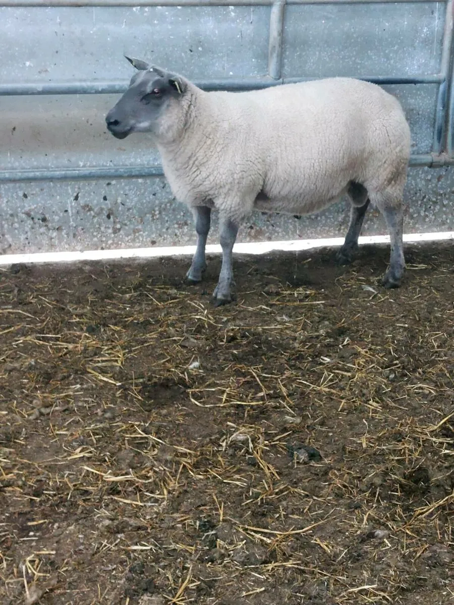 Easy Lambing Hogget Ram - Image 3