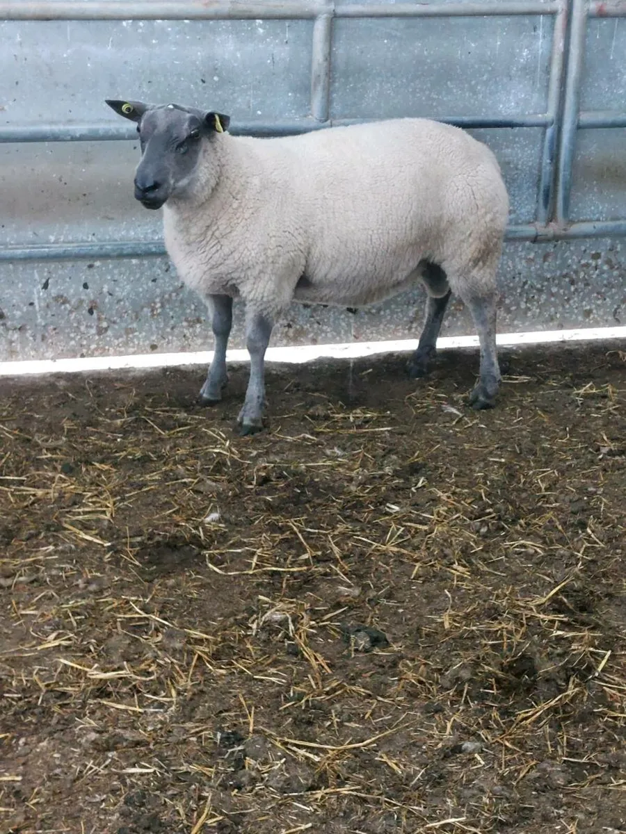 Easy Lambing Hogget Ram - Image 4