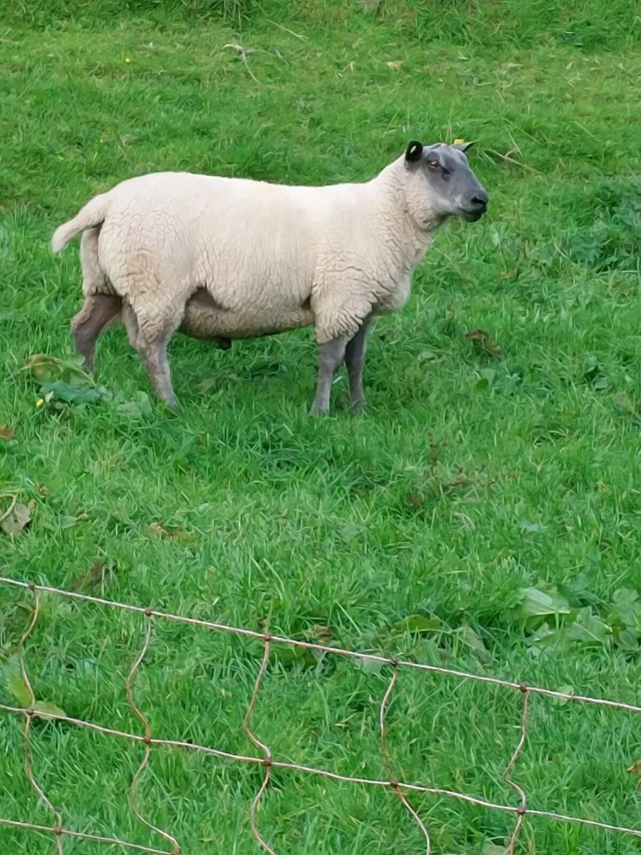 Easy Lambing Hogget Ram - Image 1