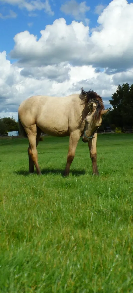 Quality colt foal - Image 2