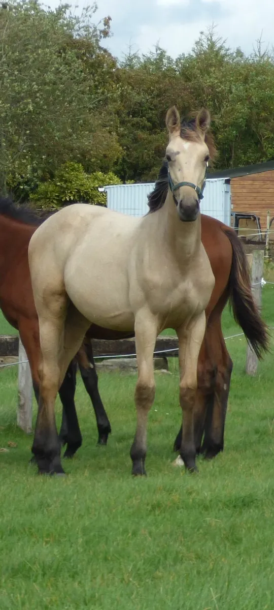 Quality colt foal - Image 1