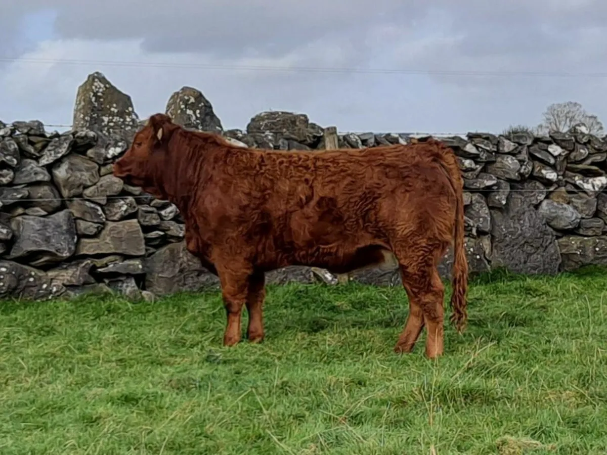 Breeding Heifer - Image 3