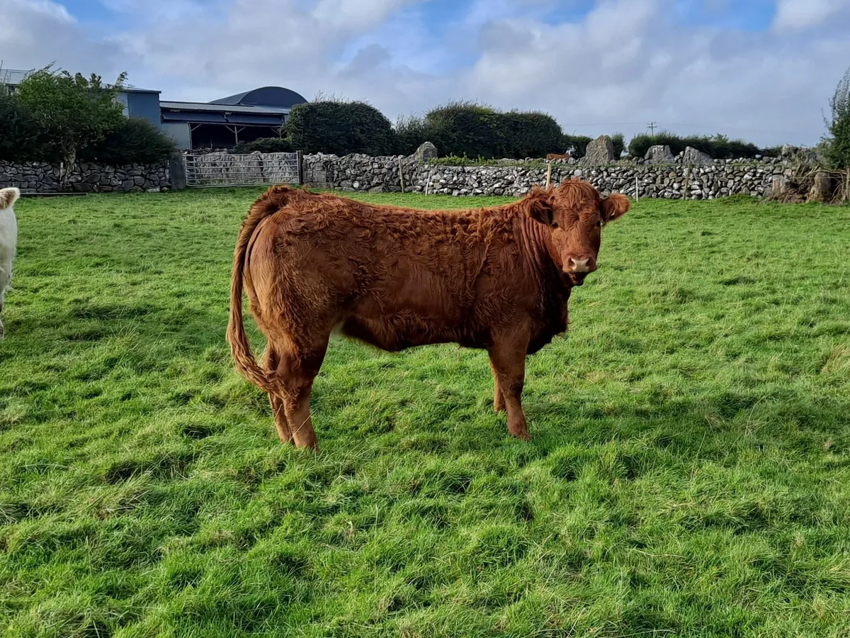 Breeding Heifer - Image 2