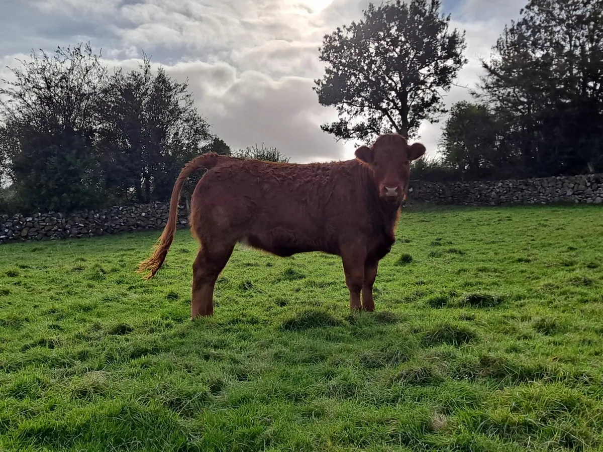 Breeding Heifer - Image 1