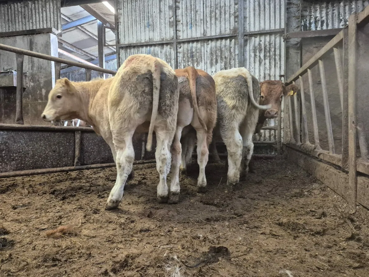 15 U Grade Weanling Bulls. - Image 2