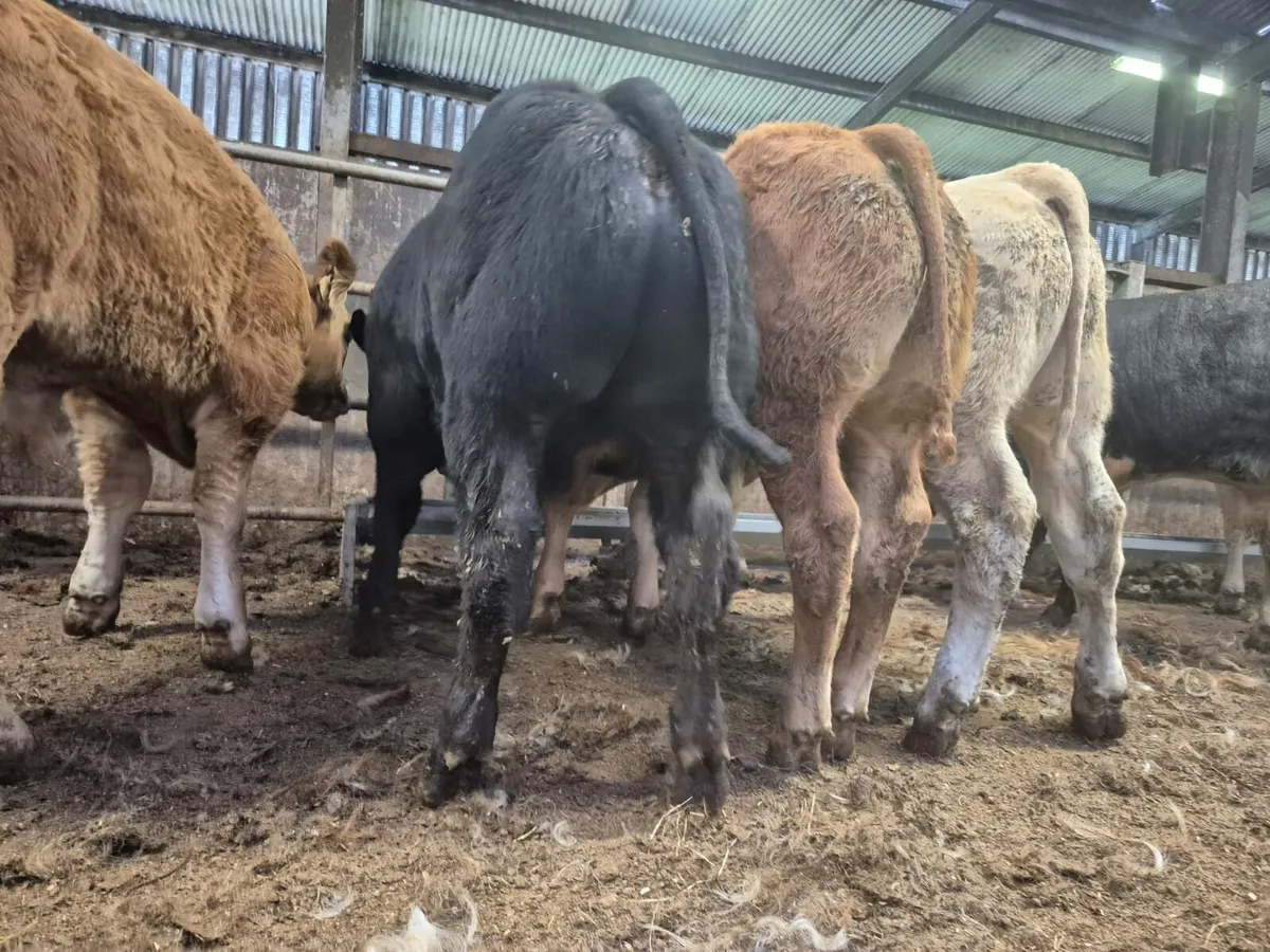 15 U Grade Weanling Bulls. - Image 3