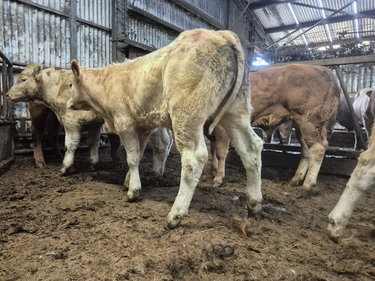 15 U Grade Weanling Bulls. - Image 4