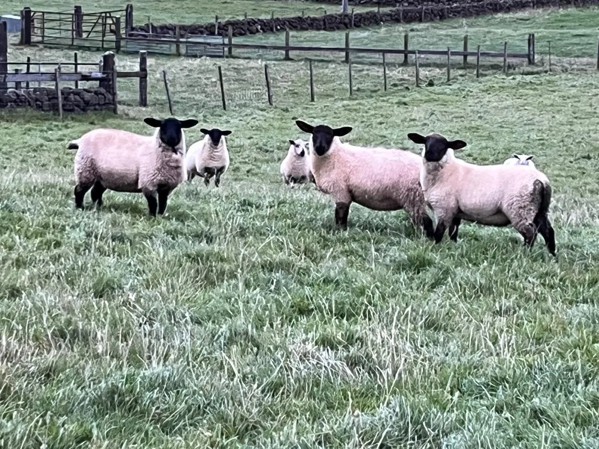 Ewe Lambs - Image 2