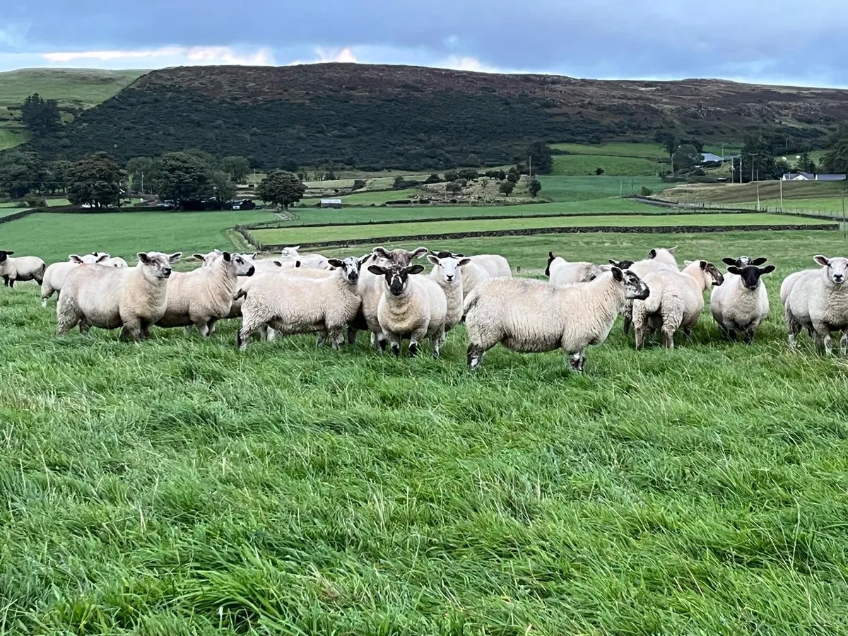 Ewe Lambs - Image 3