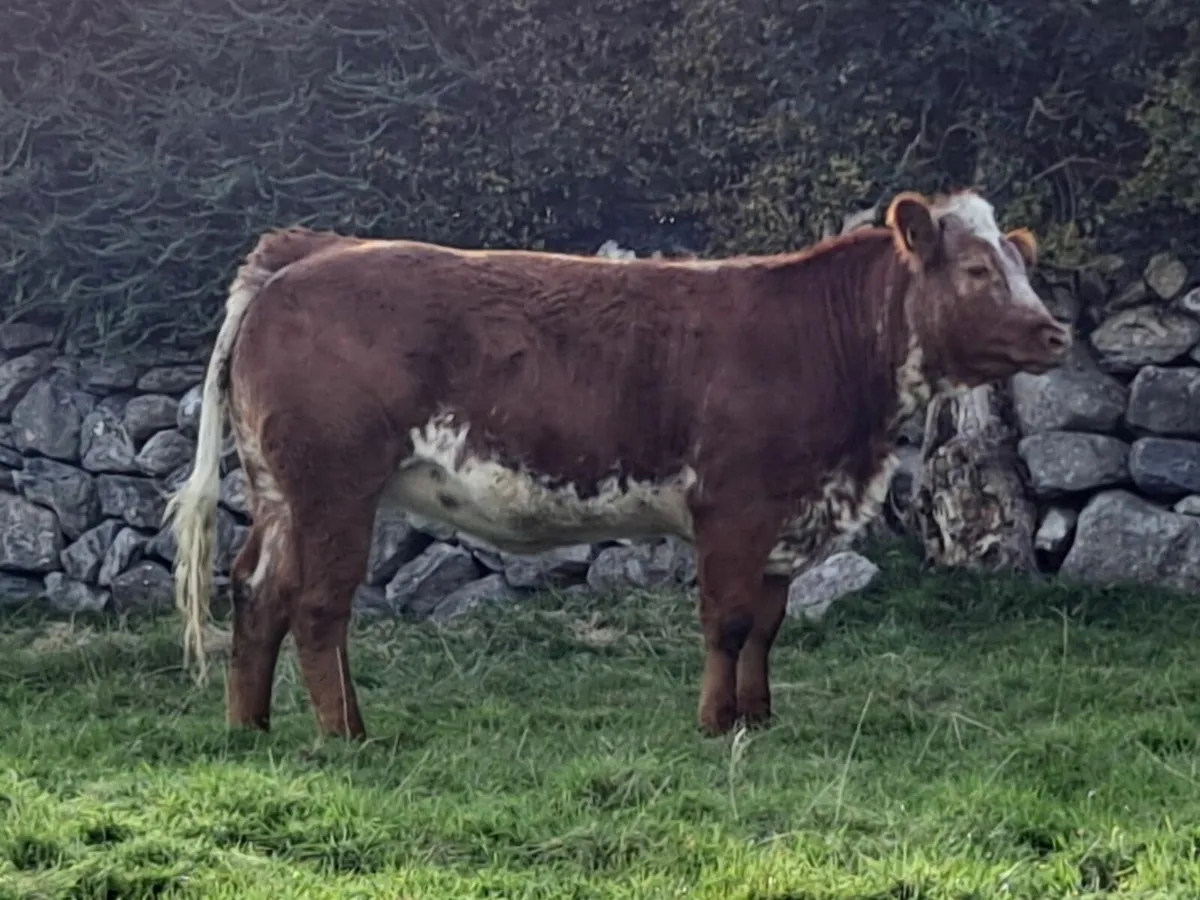 Roan Breeding Heifer - Image 4