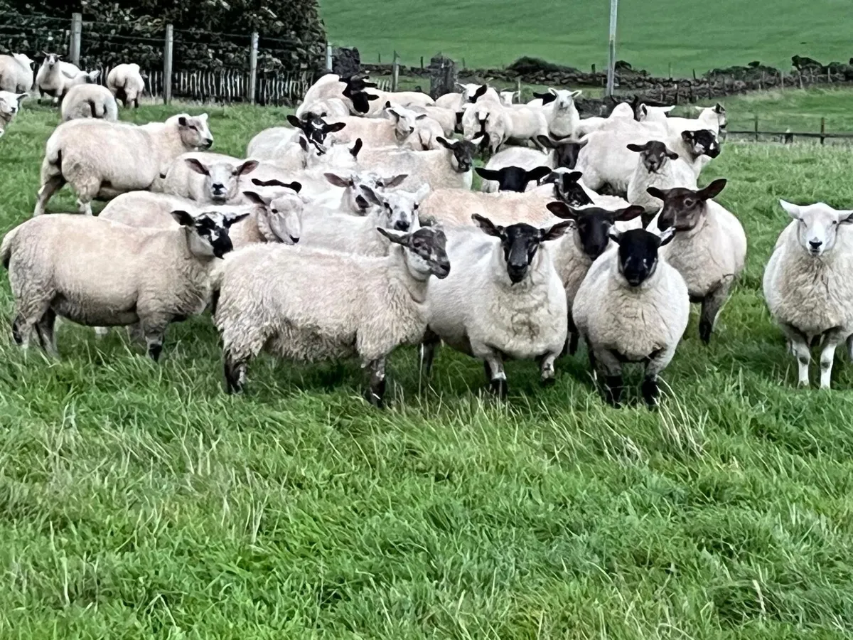 Ewe Lambs - Image 4