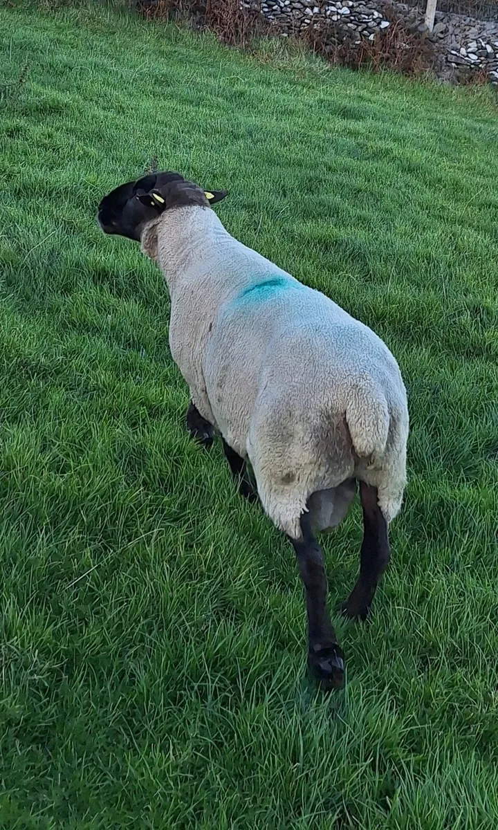 New Zealand Suffolk & Romney Rams - Image 2